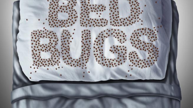 Bed Bugs: Consider Treatment Options Early | Hospitality Technology